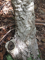 Cork Tree